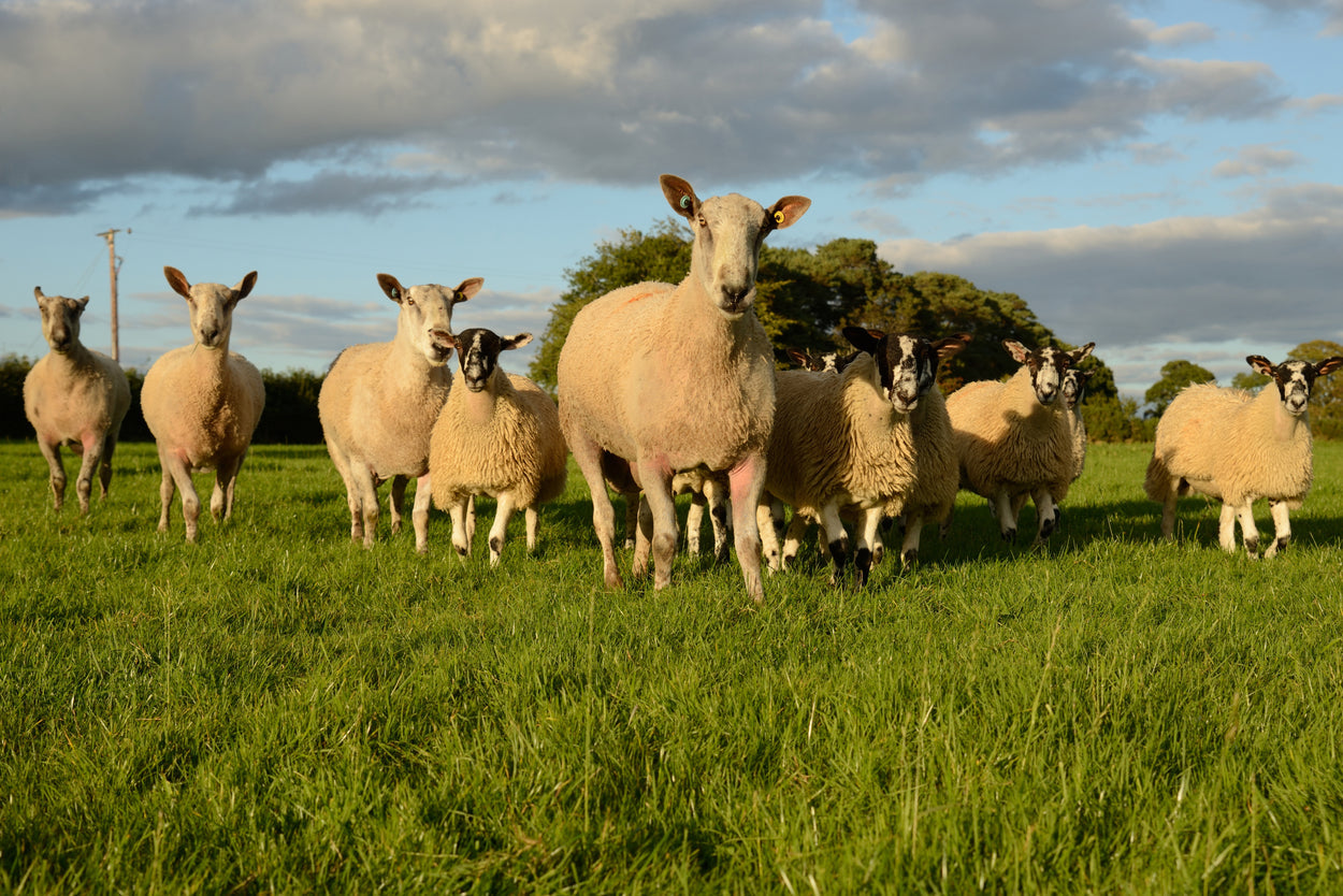 Baa Ram Ewe