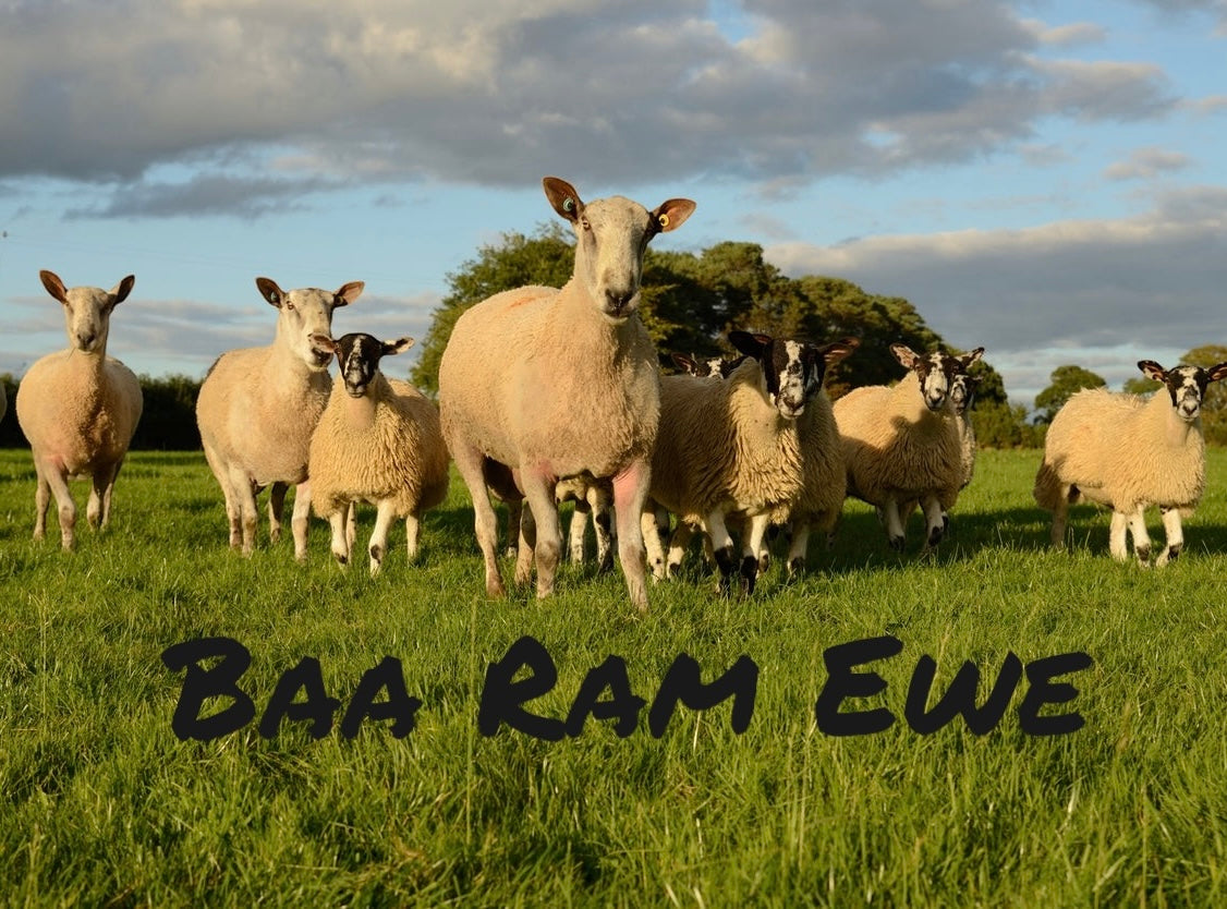 Eden dk from Baa Ram Ewe